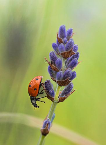Wandelen op de lavendel.