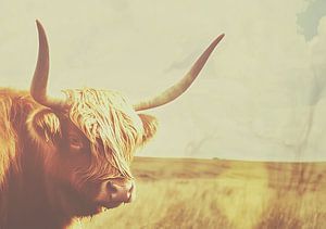 Highland Cow Schottischer Highlander Cattle