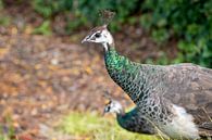 Peacock by Hans-Jürgen Janda thumbnail