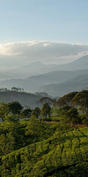 Lever de soleil sur une plantation de thé (partie 2 triptyque) par Ellis Peeters