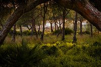 At the end of the forest is light