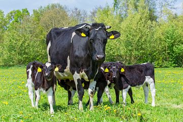 Moeder koe staat met groep kalveren in Nederlandse weide van Ben Schonewille