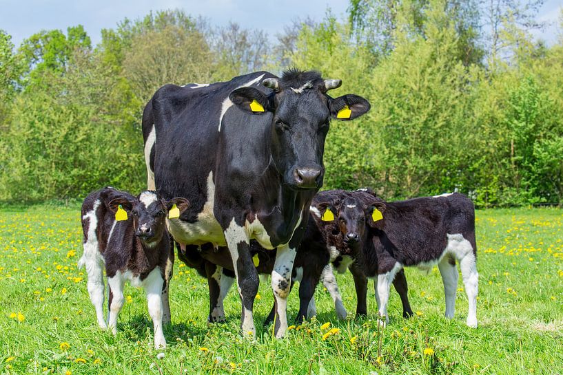 La mère vache se tient debout avec son groupe de veaux dans la prairie hollandaise. par Ben Schonewille