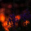 Wilgenroosjes in de zonsondergang in Zweden van Margreet Frowijn