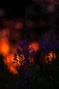 Wilgenroosjes in de zonsondergang in Zweden van Margreet Frowijn thumbnail