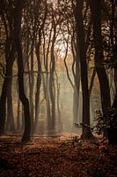 Speulderbos het bos van de dansende bomen