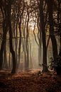 Speulderbos het bos van de dansende bomen van Christien Brandwijk thumbnail