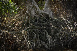 Mangrove park @ Boracay Eiland, Filipijnen van Travel Tips and Stories