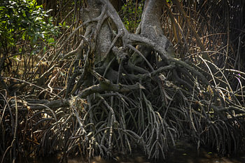 Parc de mangroves @ Île de Boracay, Philippines