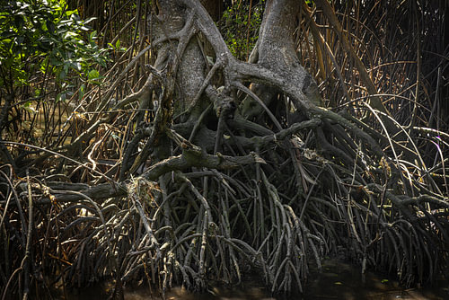 Mangrove Park @ Boracay Island, Philippines