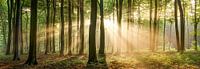 Sunbeams panorama