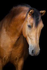 Fine art paard van Kimberly Scheers - Mennen