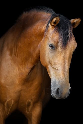 Cheval d'art