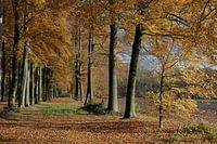 Laantje bij kasteel Pietersheim - Lane near Pietersheim Castlele