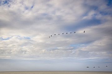 Geese migrating over the Wadden Sea by Rob Boon