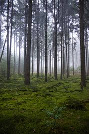 Mistig bos van Alexander van der Molen