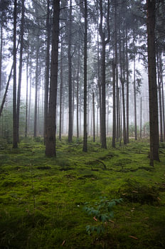 Mistig bos