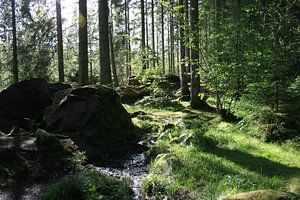 Wald in Schottland von Floortje Mink