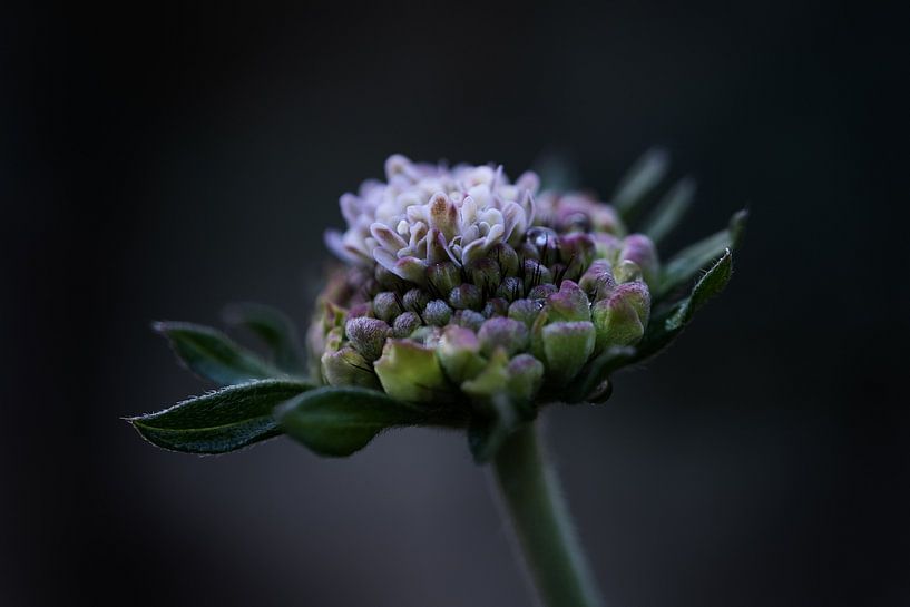 Knautia von Gerda Hoogerwerf