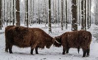 Schotse Hooglanders stoeien in de Sneeuw van Sparkle King thumbnail