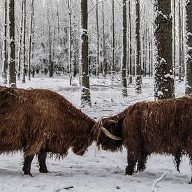 Schotse Hooglanders stoeien in de Sneeuw von Sparkle King