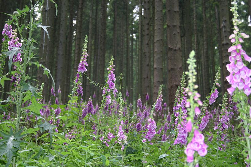 Bloemen van EnWout