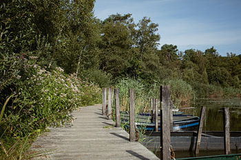 Typical Dutch forests