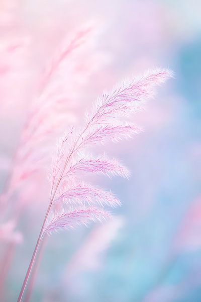 Delicate tall grass details in pastel by Poster Art Shop