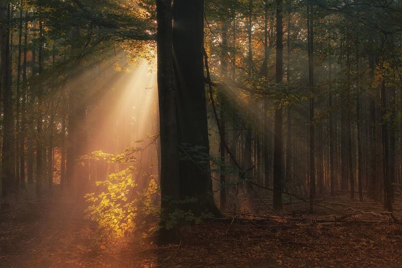 And there was light by Ilya Korzelius