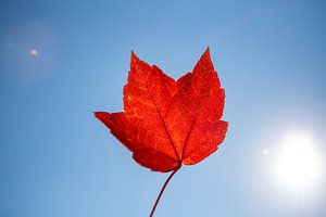 Rood herfstblad tegen een blauwe lucht van Evelien Oerlemans