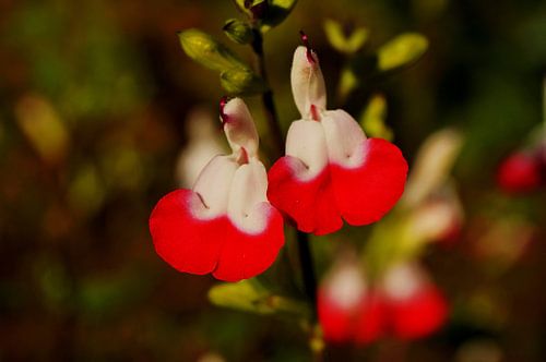 klein rood-wit bloemetje