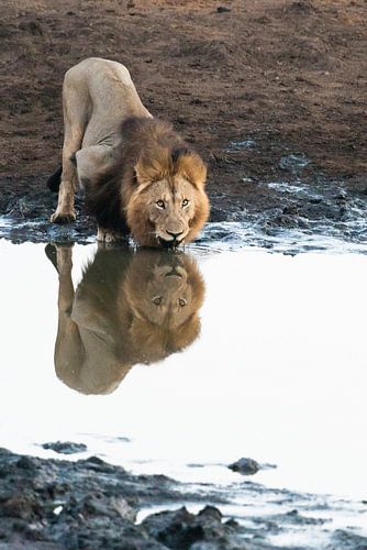 Leeuw, Panthera Leo