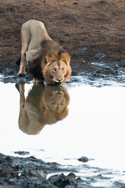 Löwe, Panthera Leo von Caroline Piek