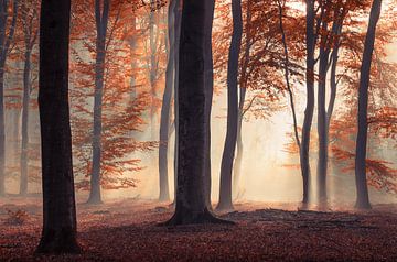 Rood sprookjesachtig herfst bos van Rob Visser