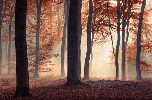 Red fairytale autumn forest by Rob Visser