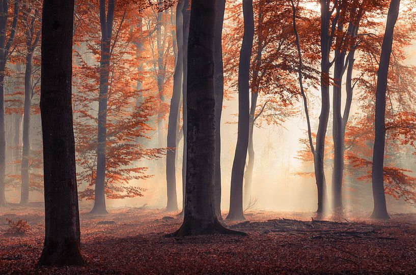 Roter Märchenherbstwald von Rob Visser