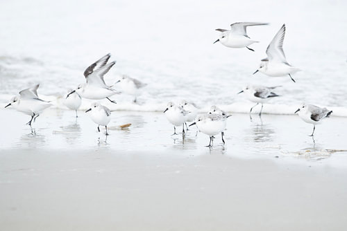 sanderlings