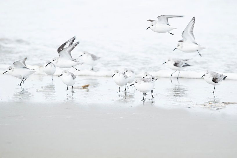 sanderlings by Ruurd Jelle Van der leij