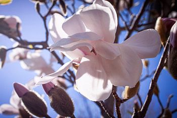 Magnolia in de lente