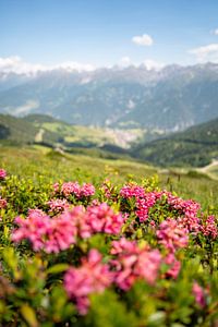 Alpenrosen in Serfaus, Tirol