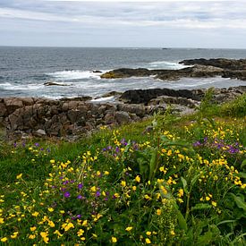 Flower meadow on the coast by Bettina Schnittert
