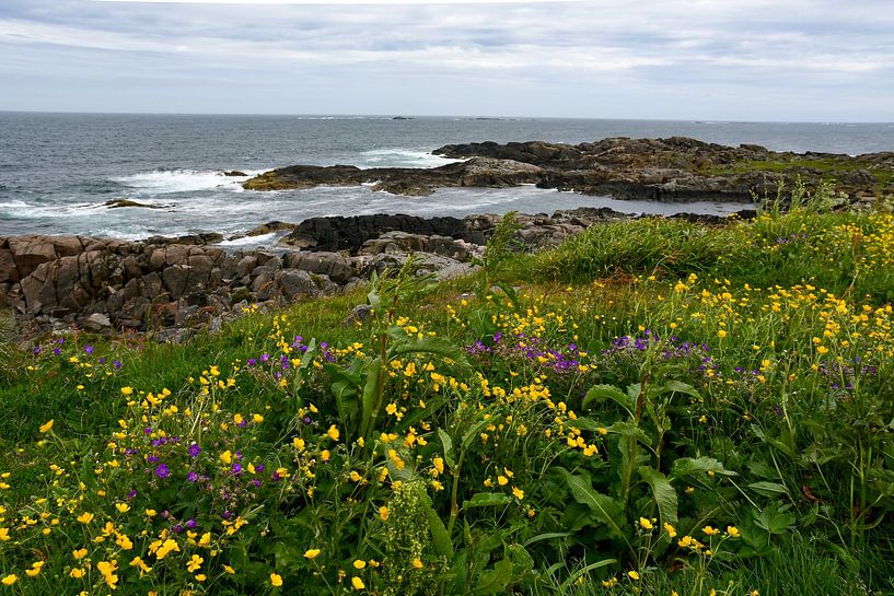 Prairie fleurie sur la côte par Bettina Schnittert