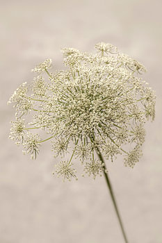 Fleurs. ombellifères. 5