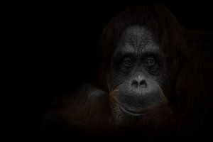 Der ruhige müde Blick eines weisen rothaarigen Orang-Utans, der dunkle Hintergrund ist ein weiser Af