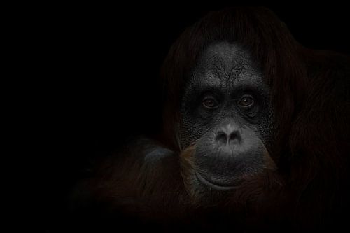 The calm tired look of a wise red-haired orangutan, the dark background is a wise monkey. close-up p