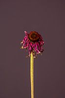 Rosa Totenblume (lila)