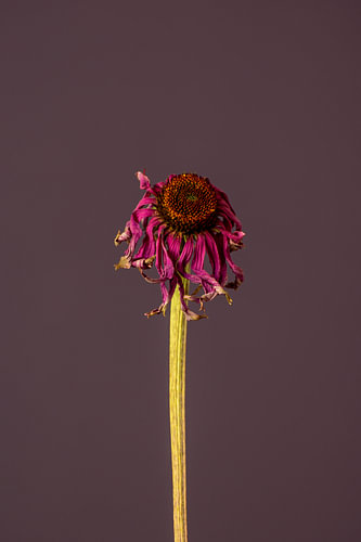 Pink Dead Flower (purple)