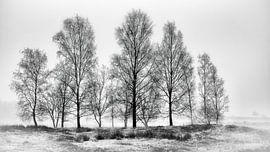 forestry Dorst by Peter Smeekens