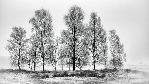 forestry Dorst