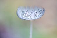 hare's-foot clover toadstool by Judith Borremans thumbnail